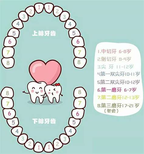 牙齒多少顆|牙齒的相關知識：關於您貝齒的24個問題